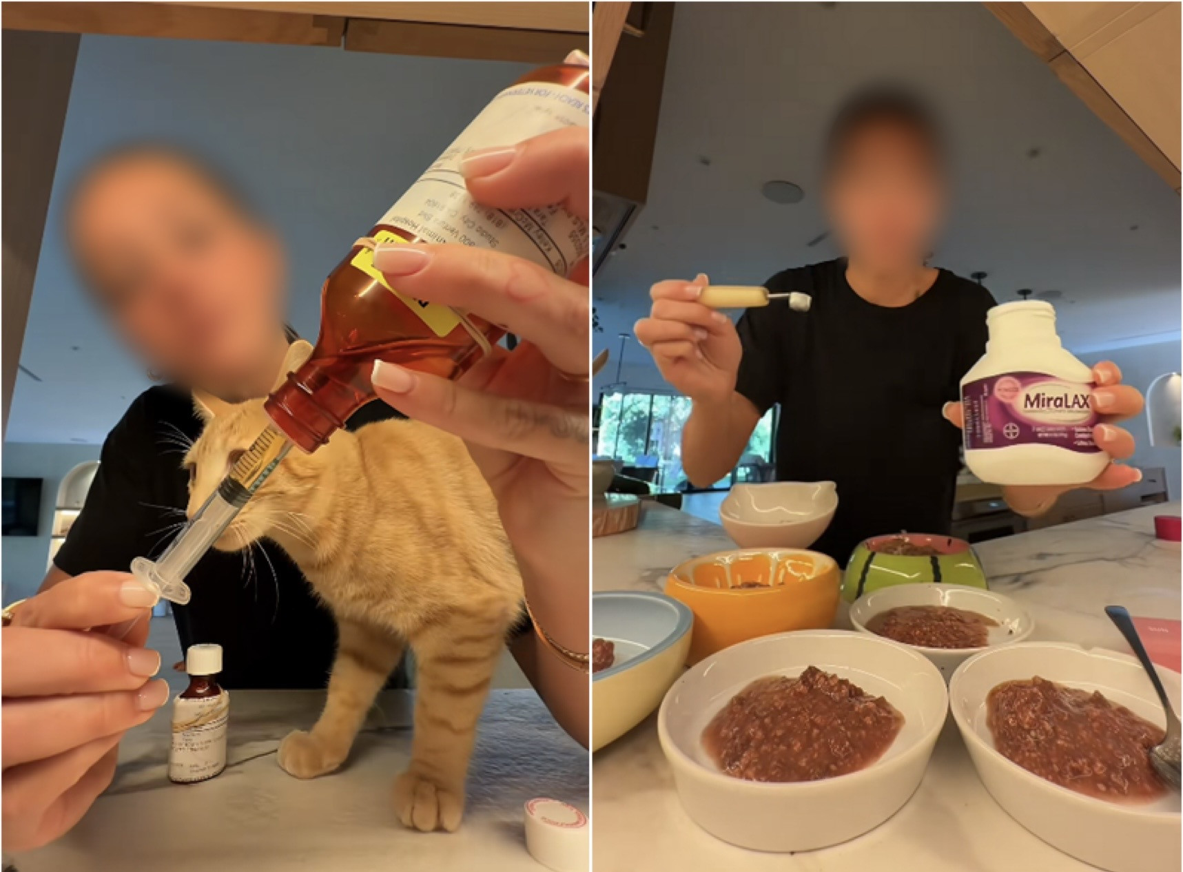 반려동물 정밀 돌봄 지시 화제