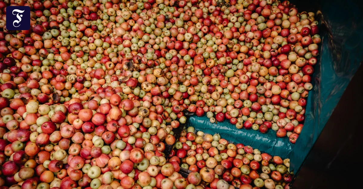 Frankfurt apple harvest 2026 affected by drought