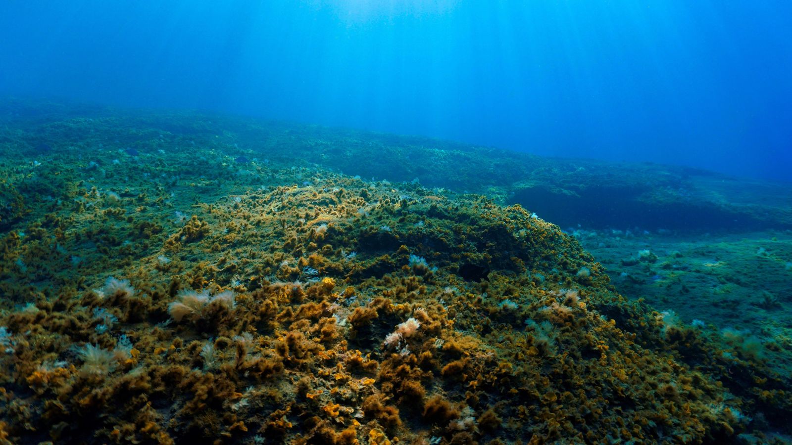 Illustration of deep-sea ocean floor