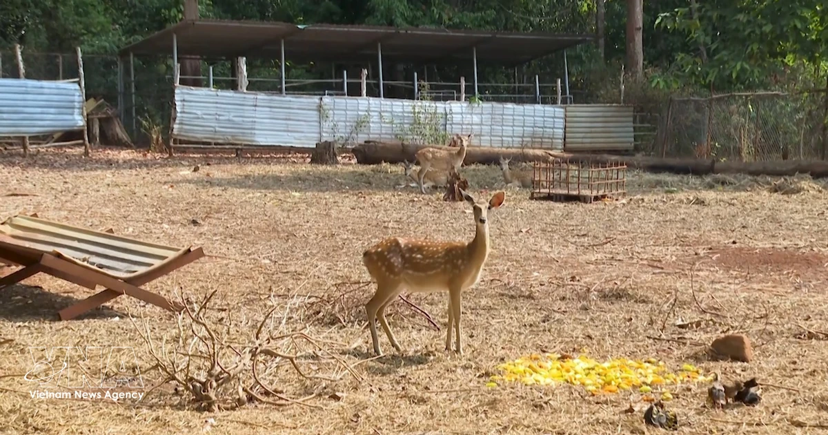 Rehabilitated wild animal cared for at Dong Nai Wildlife Rescue Centre, Vietnam