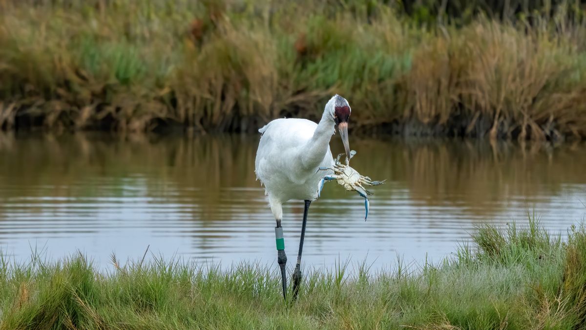 Whooping crane, subject of renewed conservation concerns over habitat protections