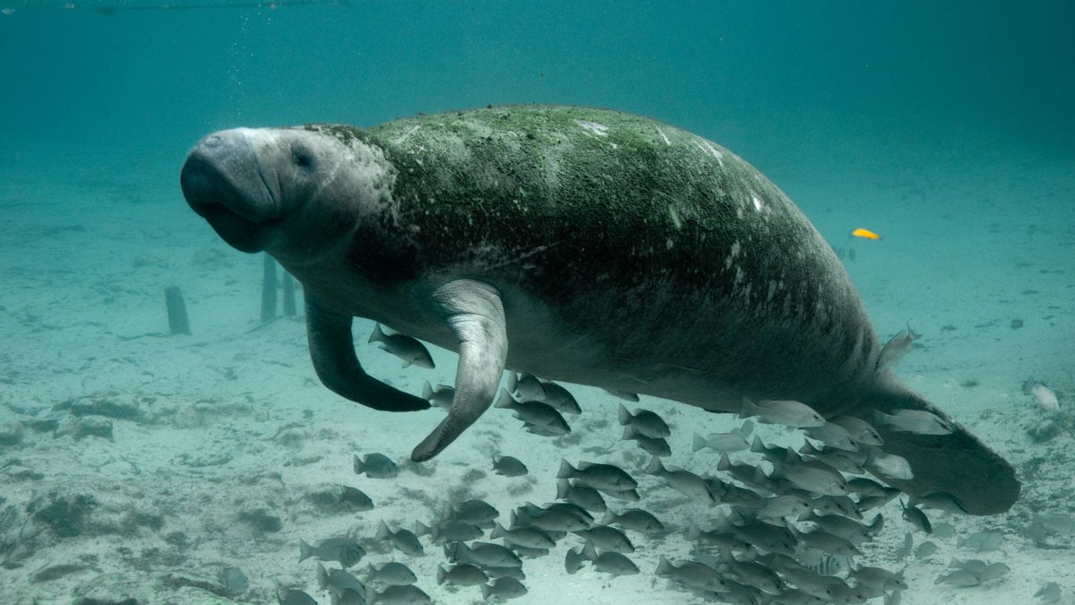 Florida manatee threatened by habitat loss