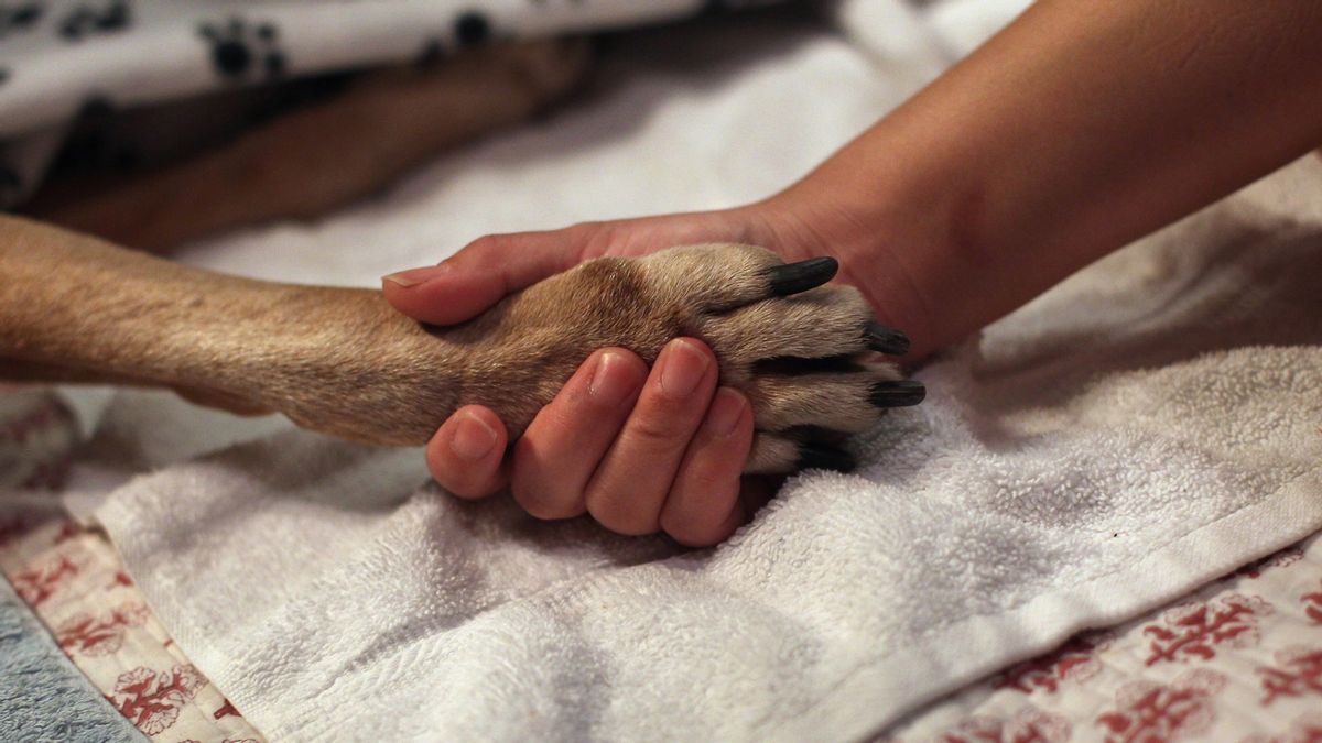 PETA shelter operations graphic
