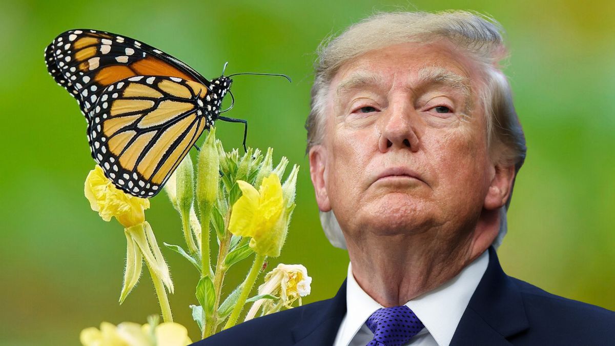 Monarch butterfly and political figure