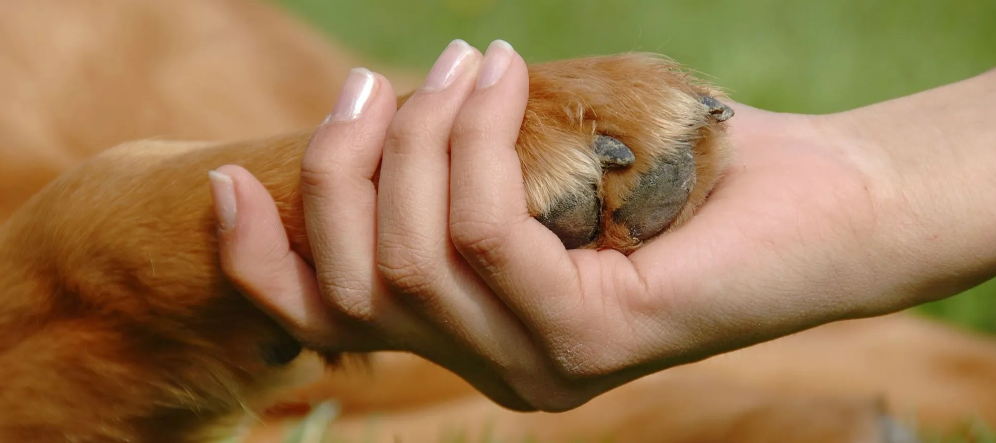 Mexico's Senate chambers voting on animal welfare legislation