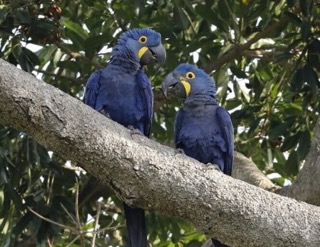 Macaw, among the non-native species abandoned in India's under-regulated pet trade