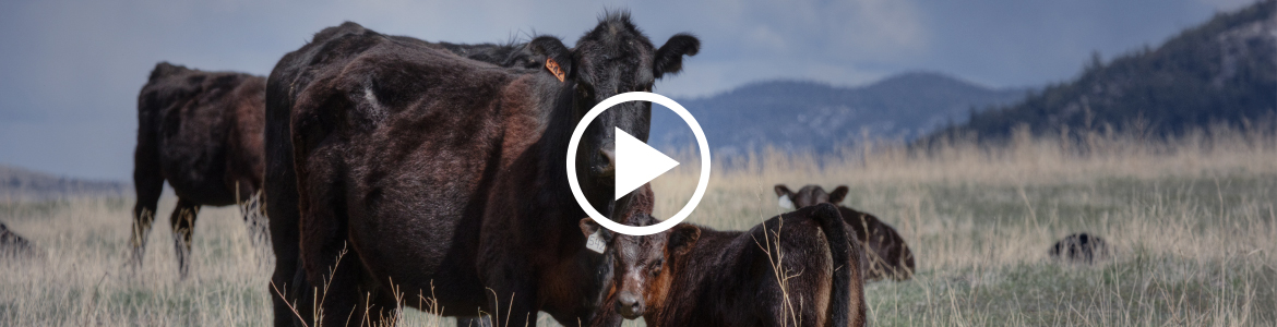 Global livestock shipping dynamics affecting Mercosur beef exports