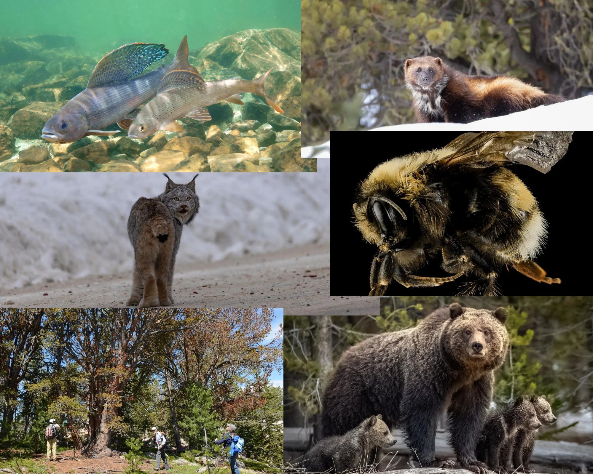 Endangered species threatened by ESA gutting