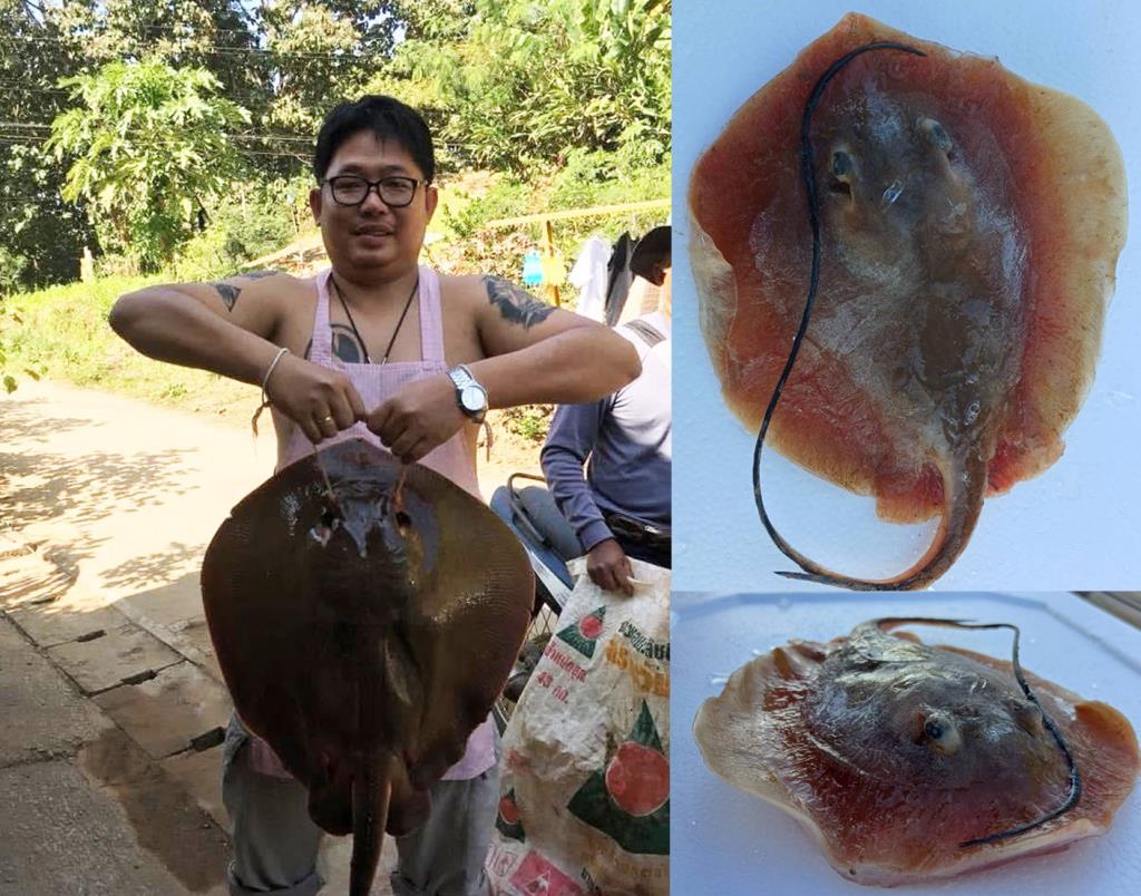 Mekong giant stingray illustration
