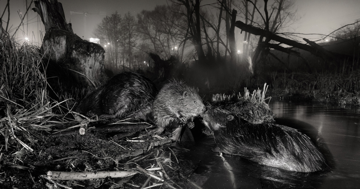 Rewilding Europe Award winners