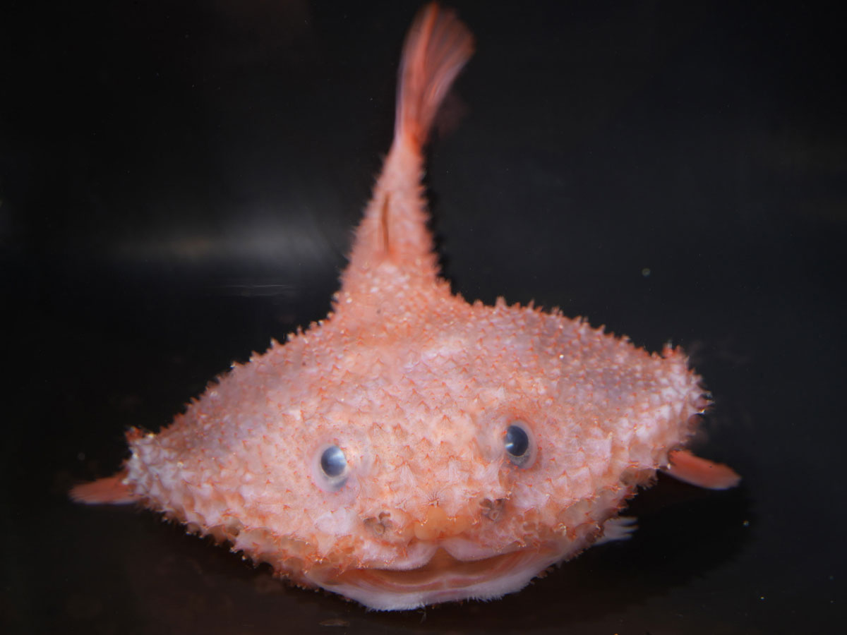 Deep sea anglerfish photo