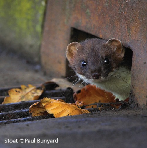 Stoat emerging from drain — UK wildlife survey call to action