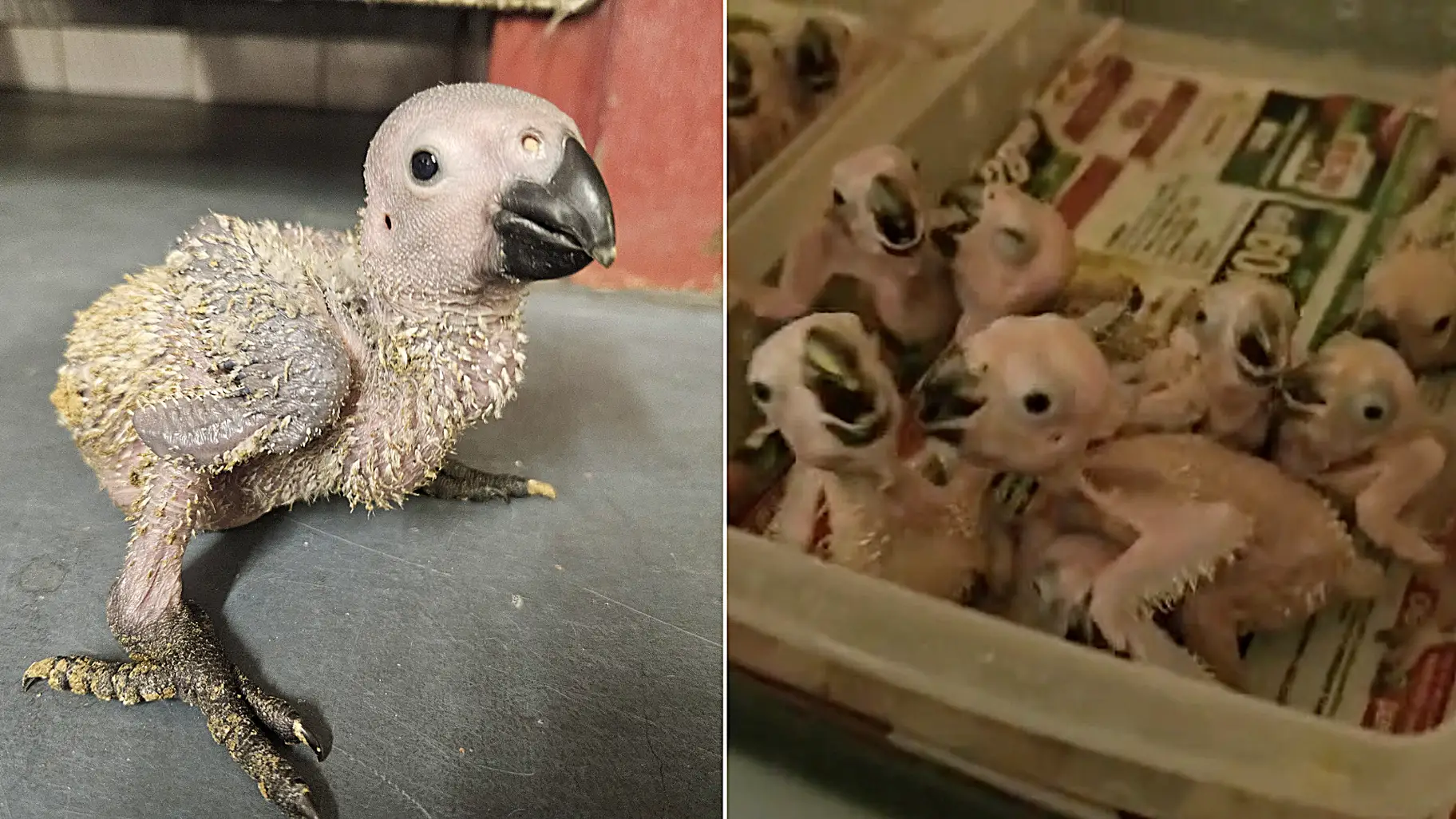 Smuggled parrot eggs seized from a traveler