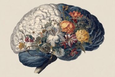 Brain scan visualization of the creativity hub in the rostral prefrontal cortex