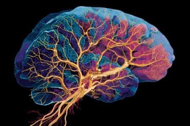 Brain circuitry and placebo pain relief