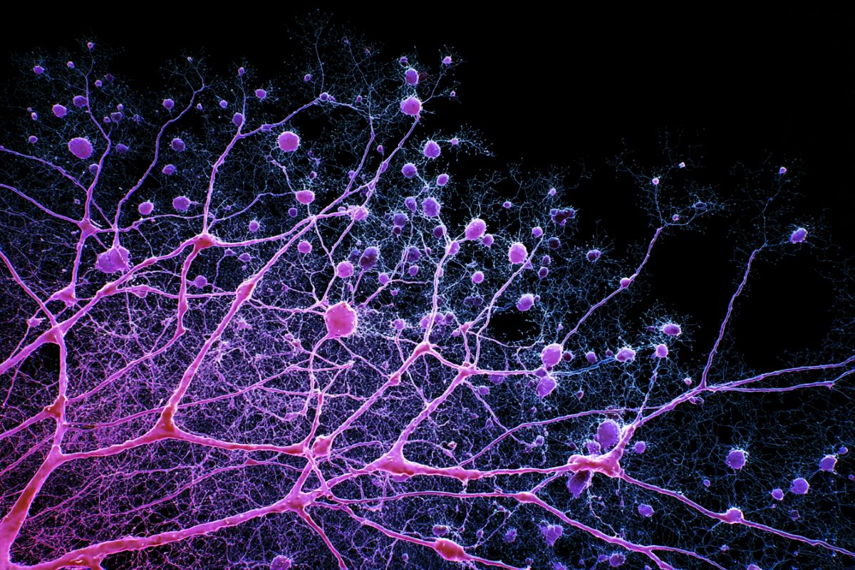 Aging brain mapping visualization representing single-cell genomics research