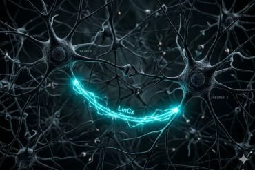 Neurons being bridged by neurotech synapse, illustrating the LinCx biological hotwire technology