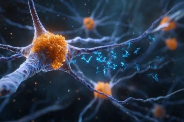 Neurons illustrating monoclonal antibody approach to blocking GPNMB in Parkinson's research