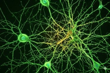 Female-specific Parkinson's pathway in neurons