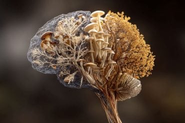 Brain made of mushrooms illustrating psilocybin and neural rewiring