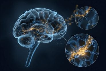 Brain and neurons illustrating schizophrenia hyperexcitability genetics research