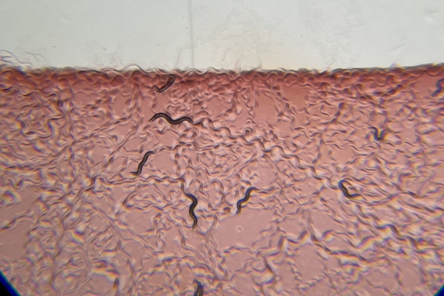 MIT Picower Institute gut bacteria-neuron sensing experiment image