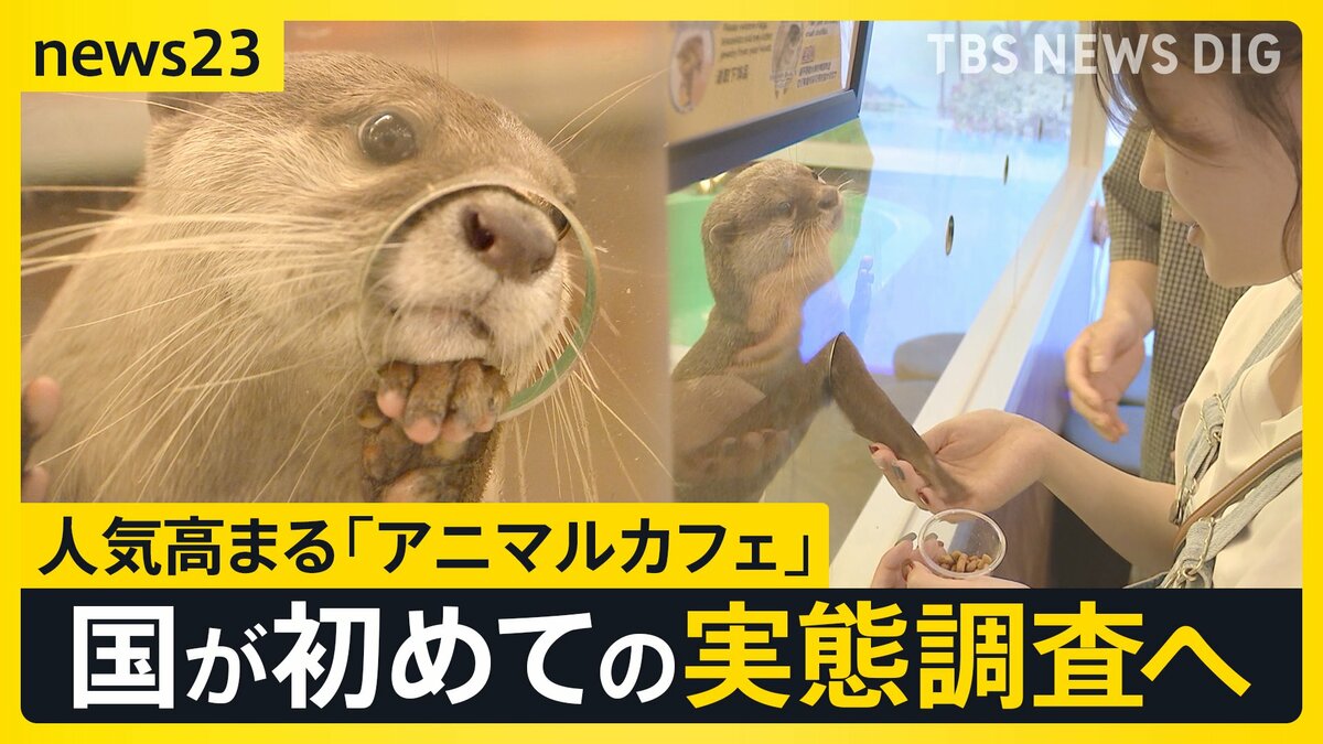TBS News report on Japan's first survey of animal cafes highlighting hygiene and welfare concerns