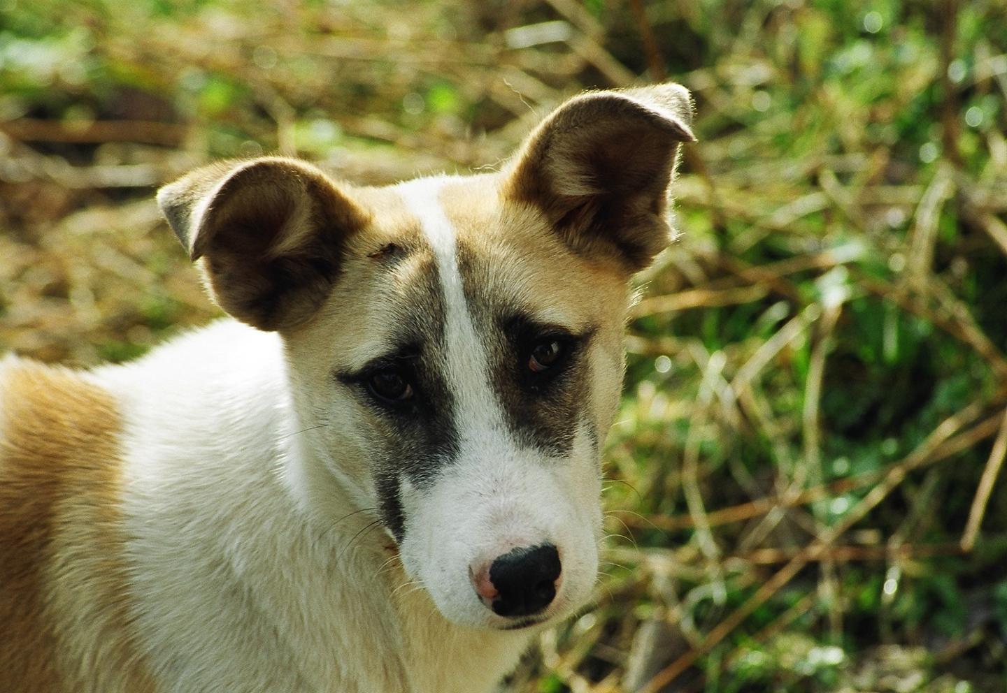 Image showing the importance of animal shelter-related policies