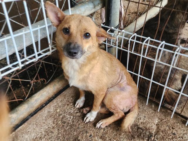 News image related to animal shelter and carcass handling