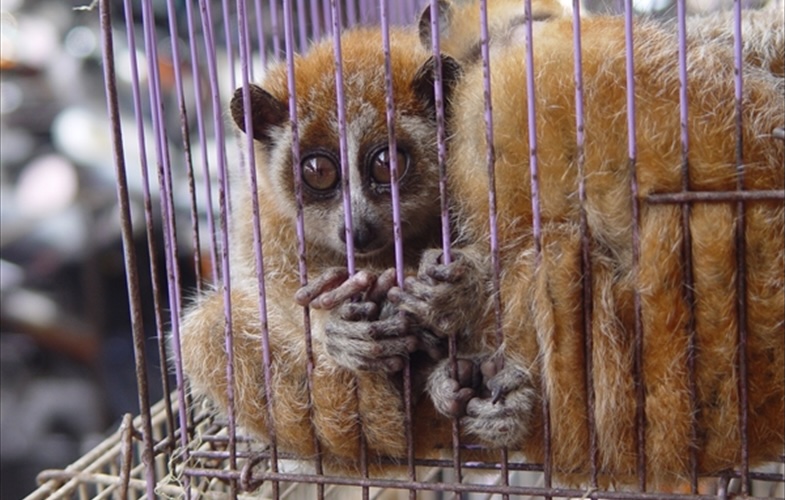 Slow loris in wildlife market, showing condition of traded animals