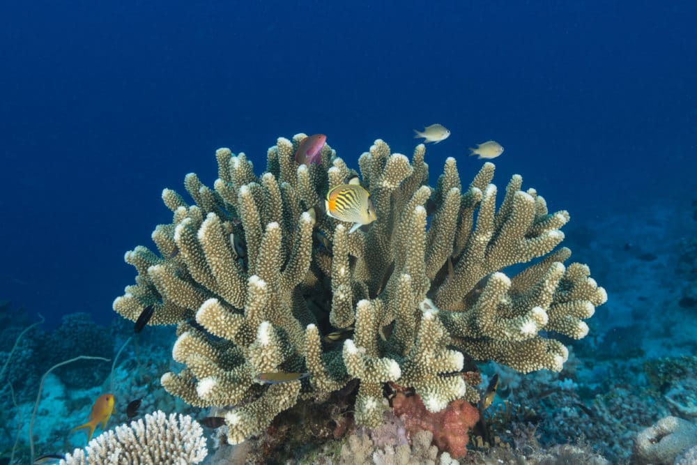 Coral reef image illustrating decline