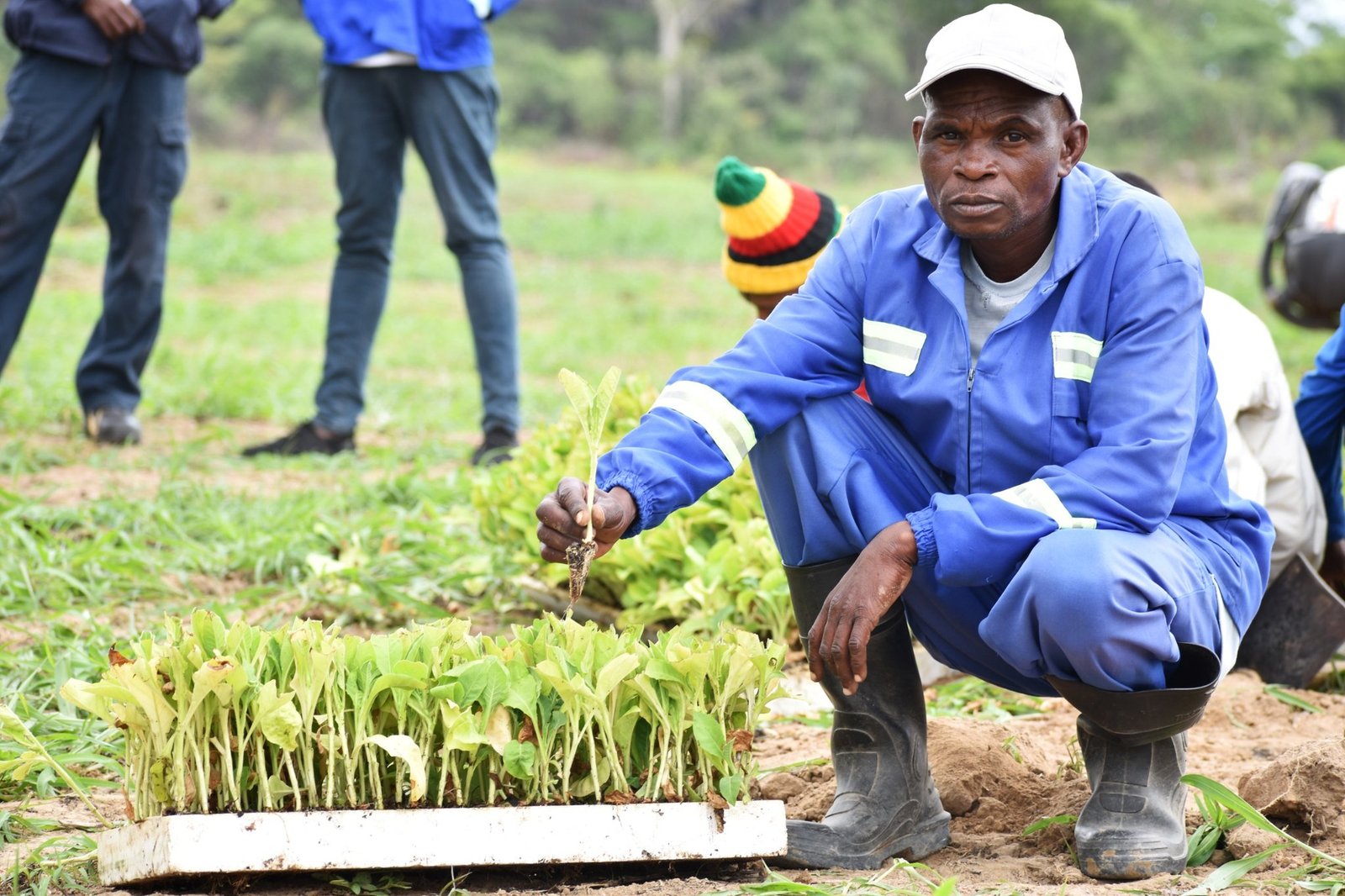 Tobacco farming in Zimbabwe