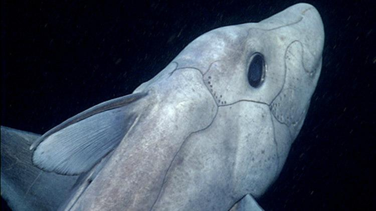 Deep sea species illustration