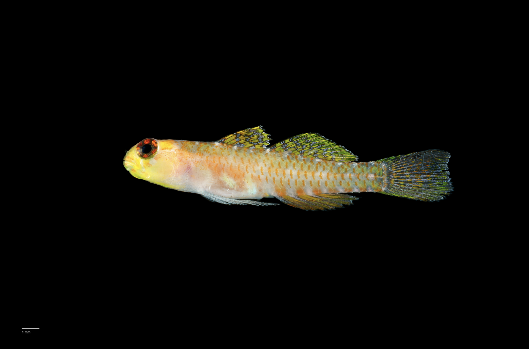 A newly discovered dwarf goby fish, one of 1,121 new marine species found during the Ocean Census initiative