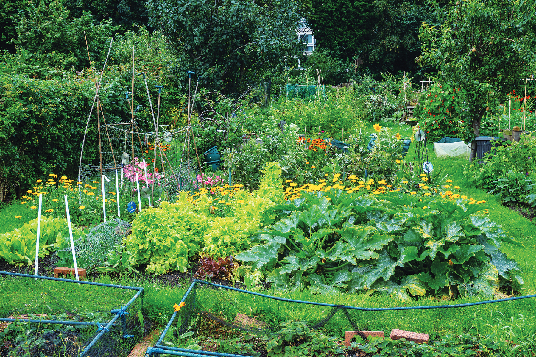 Regenerative backyard gardening and cover cropping