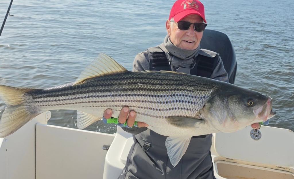 Early May striper caught in Connecticut waters, following bunker schools into the Western Sound