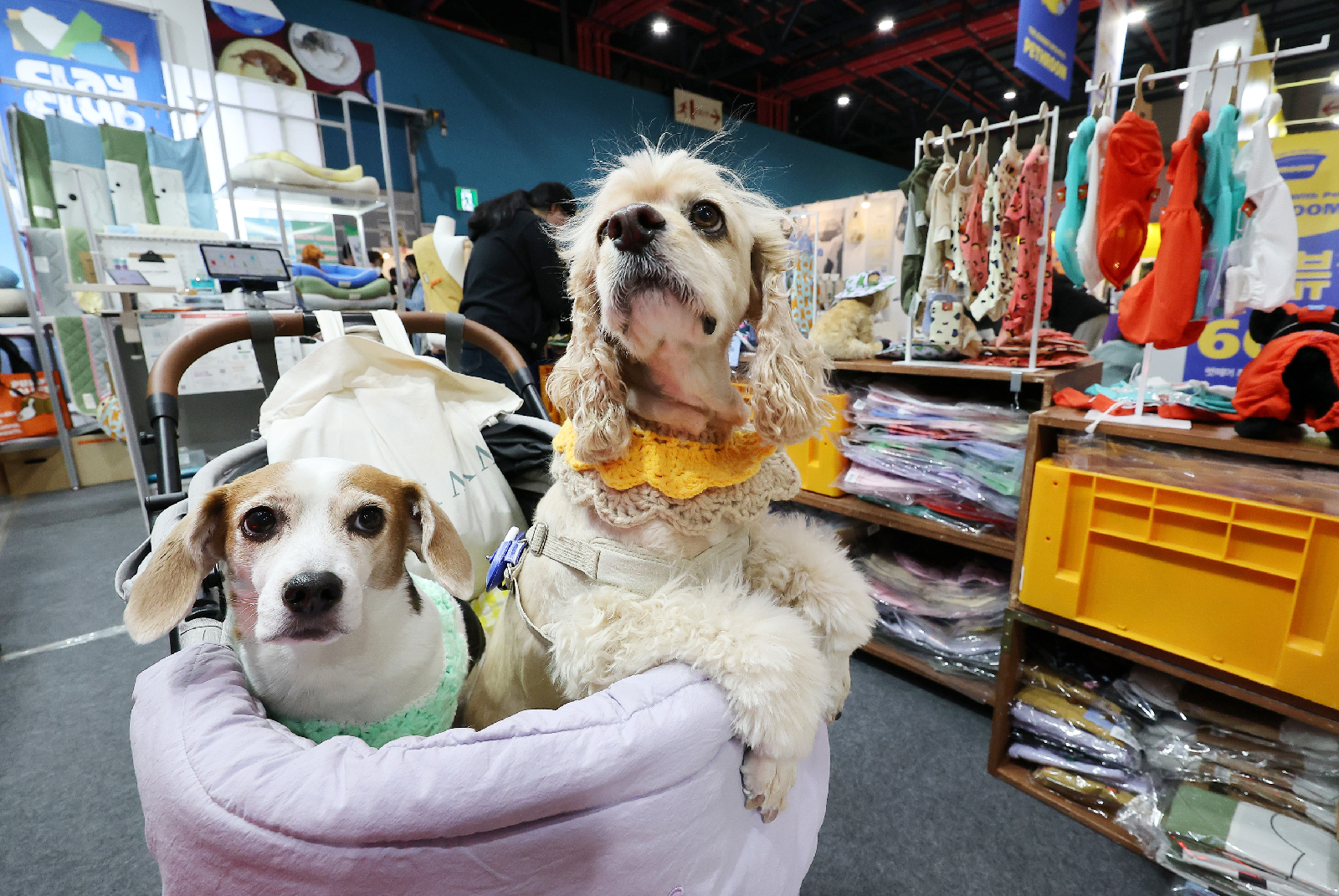 Busan animal registration program participation comparison