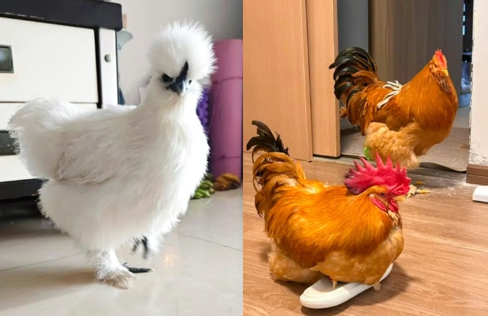 Pet chicken trend in China