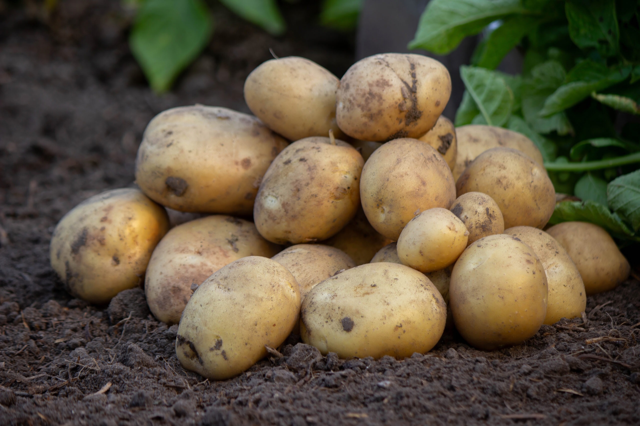 Freshly harvested raw potatoes on dark soil, illustrating natural sources of prebiotics