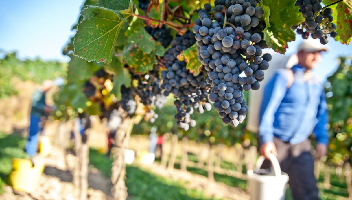 Italian grape harvest