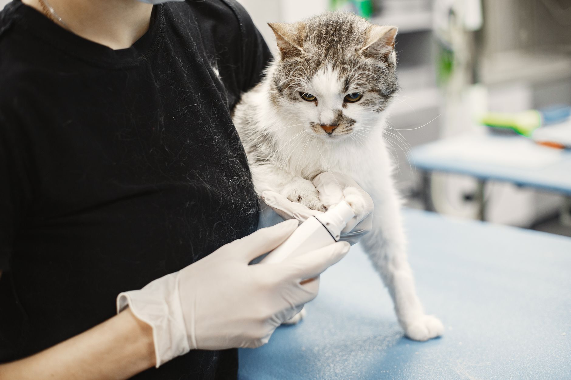 Vet bill check under German GOT fee schedule