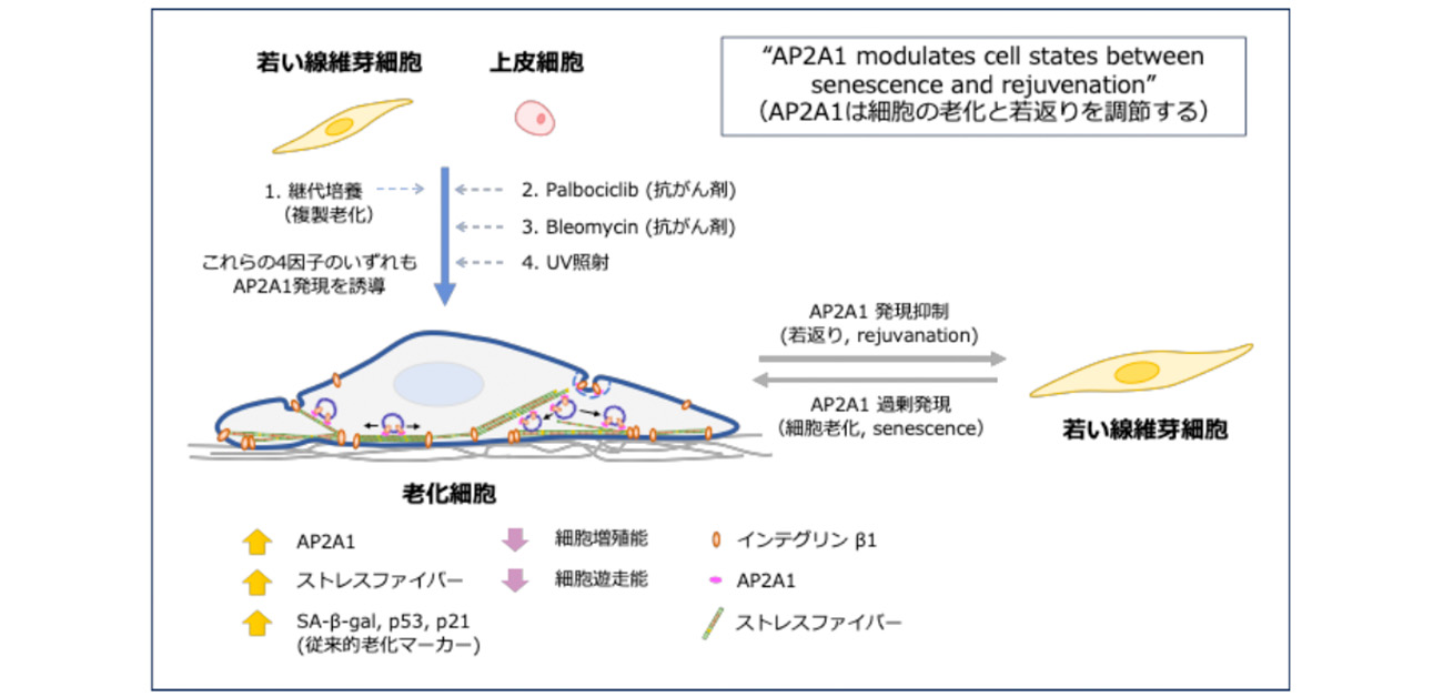 Illustration of cellular aging and stress fibers from Osaka University research