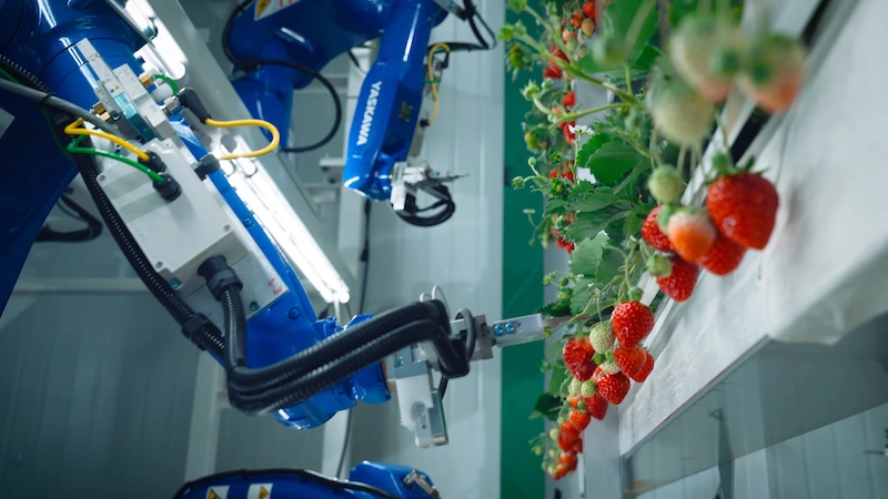 Oishii indoor farm robotics partnership with Misumi advances agricultural automation