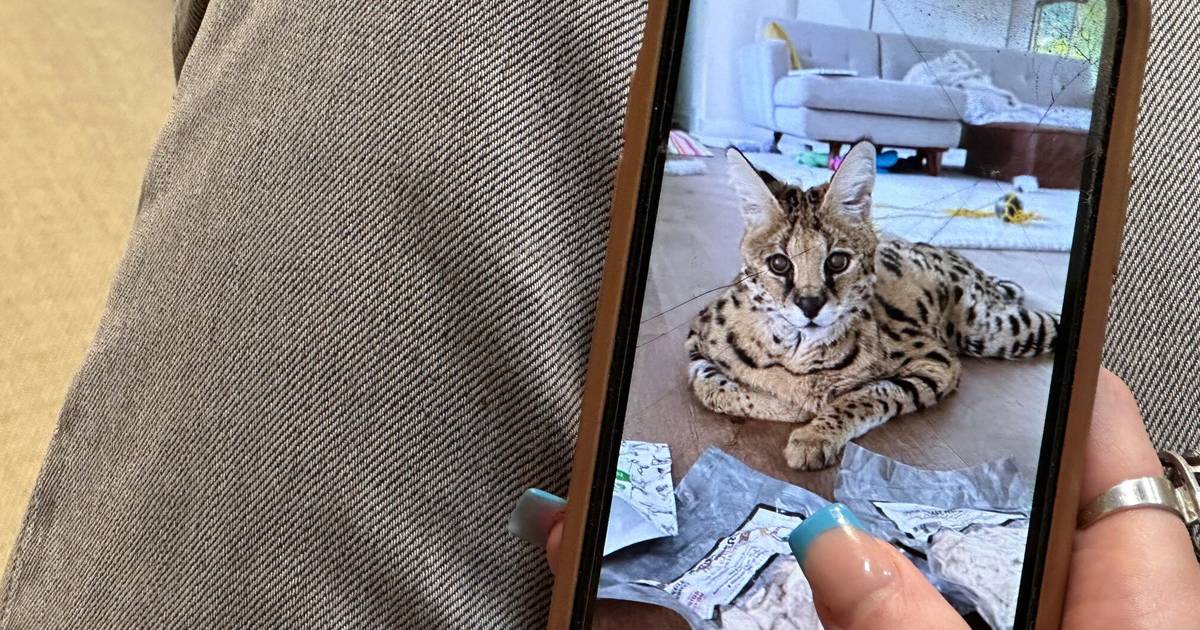 Illustration of social media impact on wildlife trade
