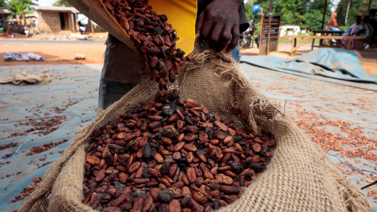 Cocoa pods illustrating the 2026/27 harvest context