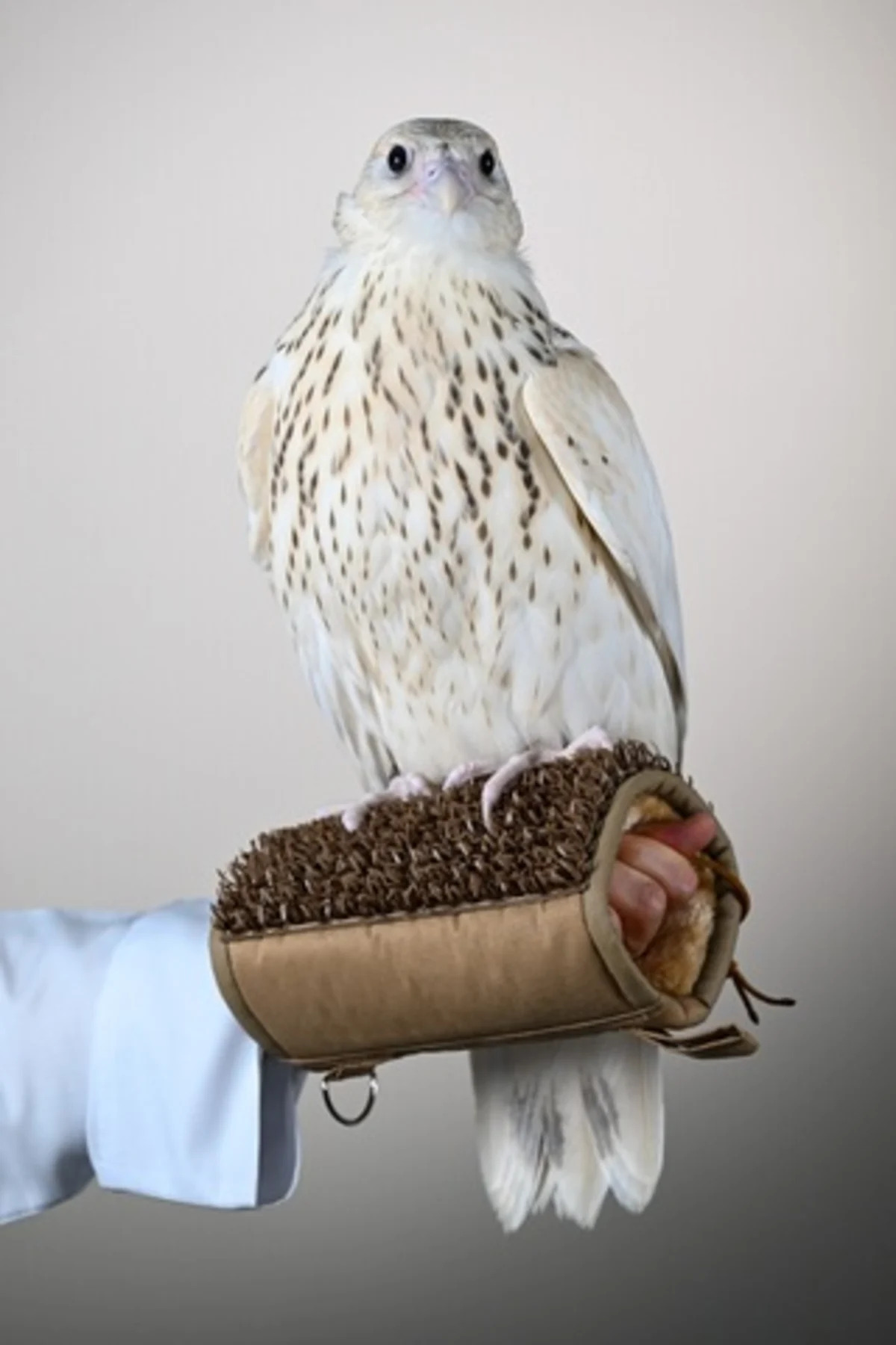 Rare white falcon sold at auction
