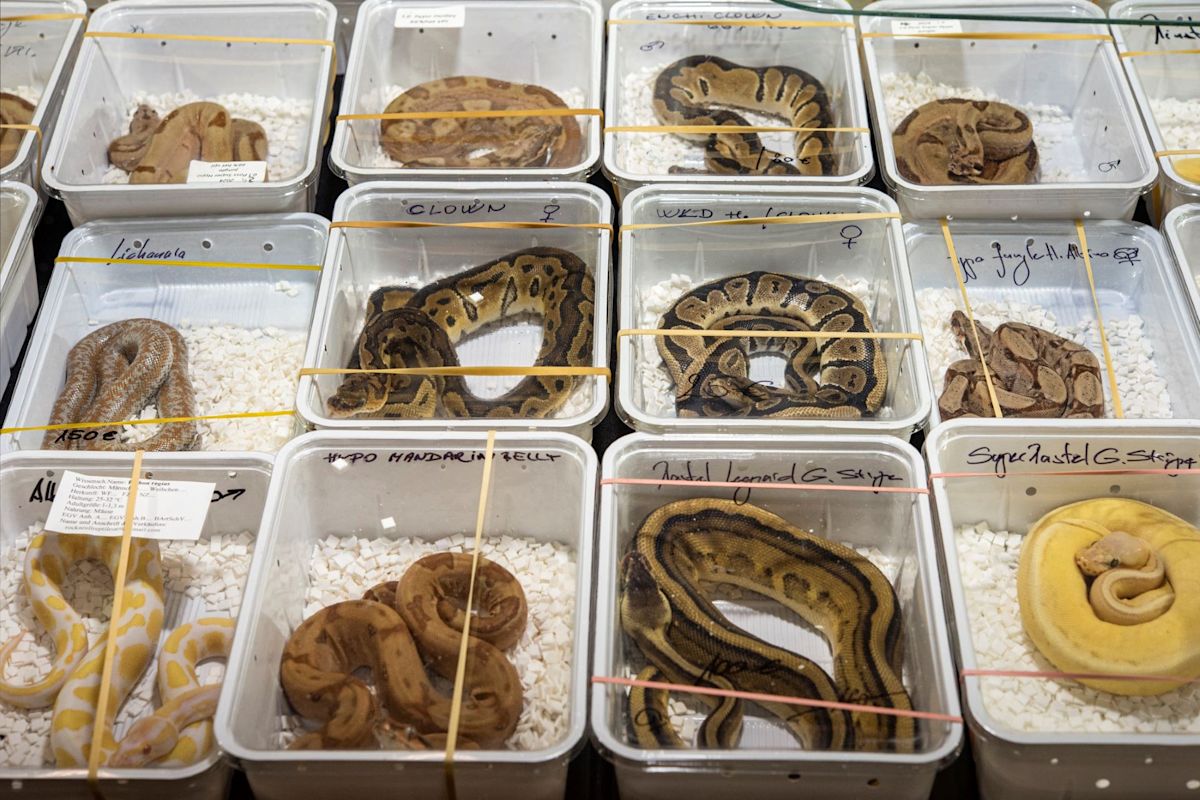 Australian customs and wildlife officials working to identify and process seized exotic reptiles during enforcement operations.