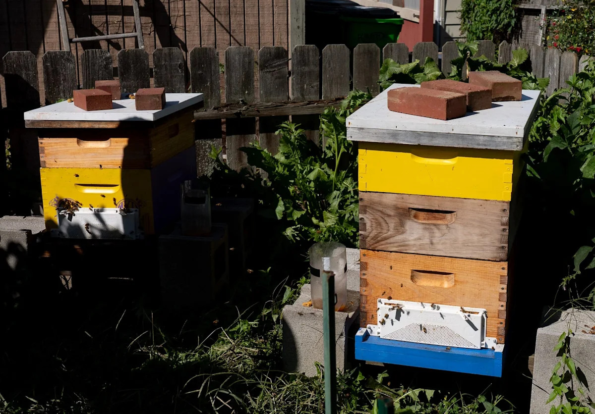 Barberton council vote on beekeeping