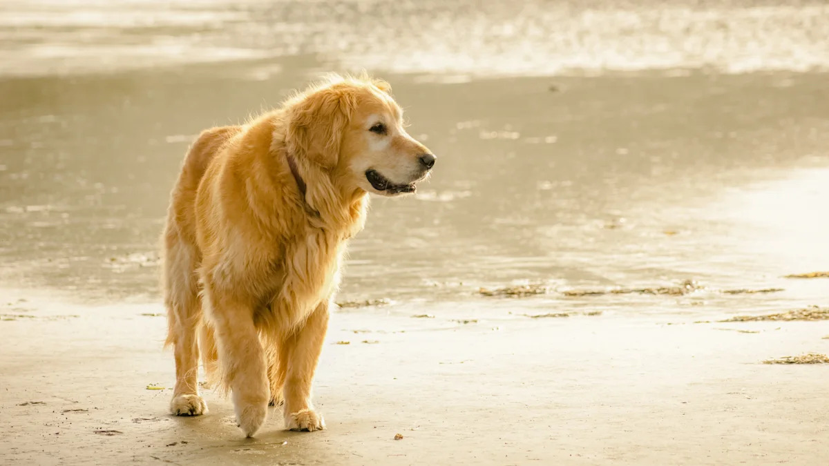 Senior dog longevity pill