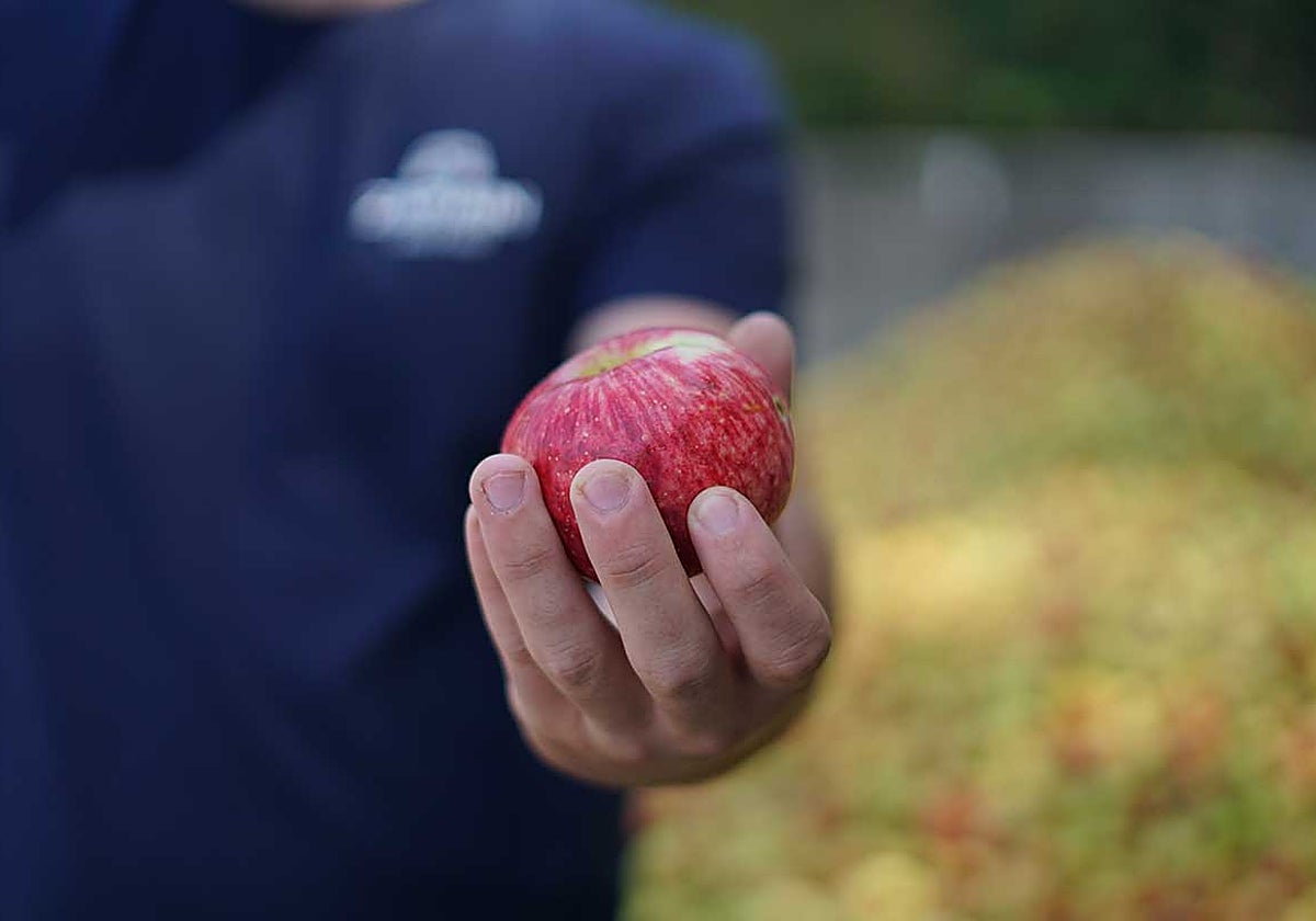 Zapiain cider house pressing apples in Astigarraga